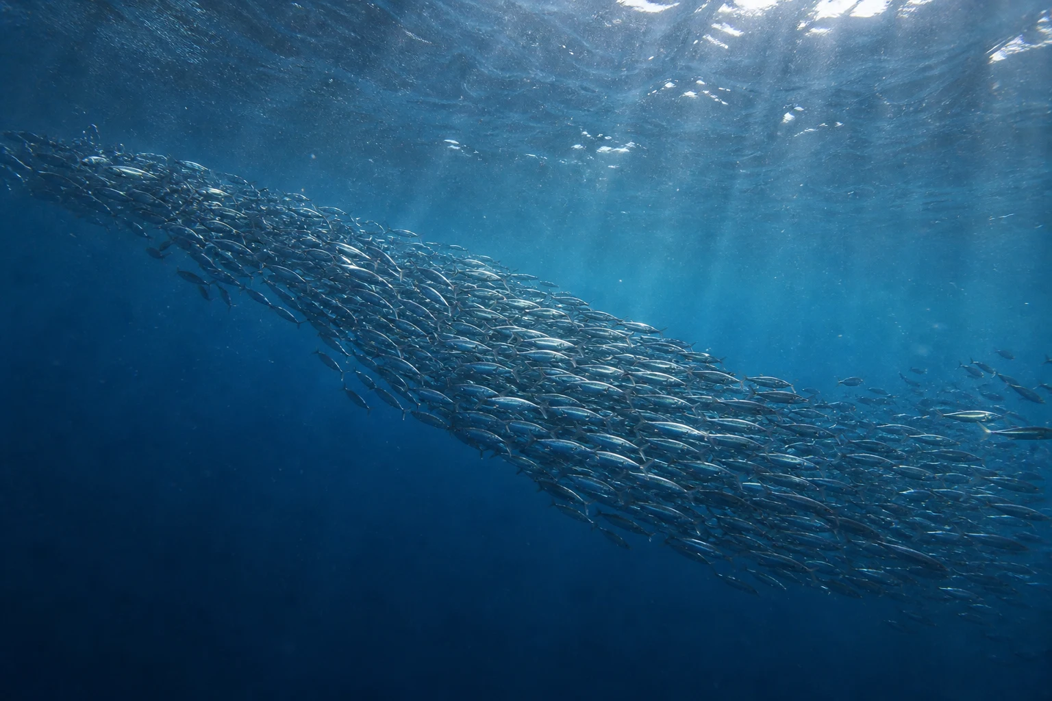 Un gran banco de peces plateados avanza coordinado bajo la luz de la superficie