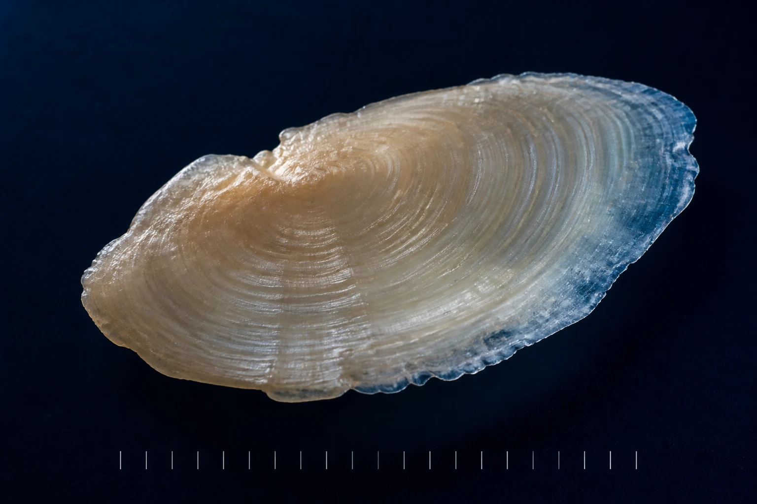 Macro de un otolito con sus capas minerales visibles