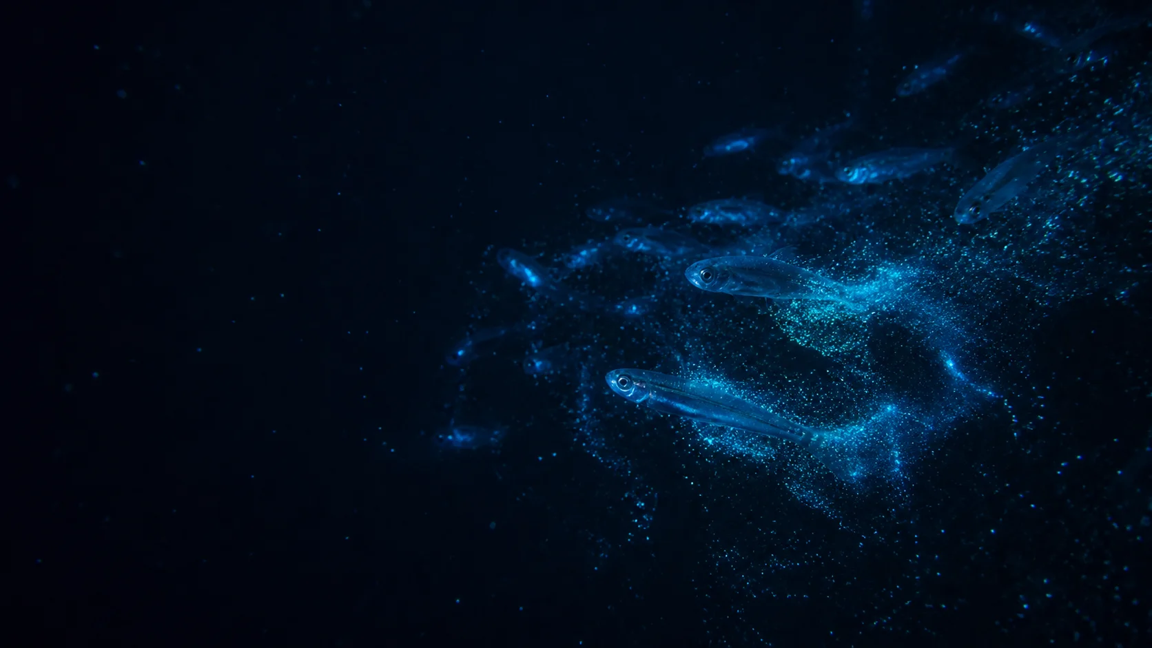 Banco de pequeños peces atravesando una nube de plancton bioluminiscente en el océano nocturno