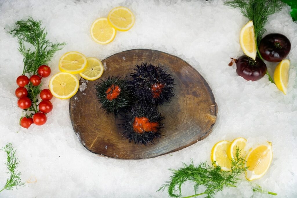 Trío de erizos de mar frescos salvajes sobre tabla de madera rústica y cama de hielo picado con rodajas de limón fresco en set oficial de Puerto Cabrera
